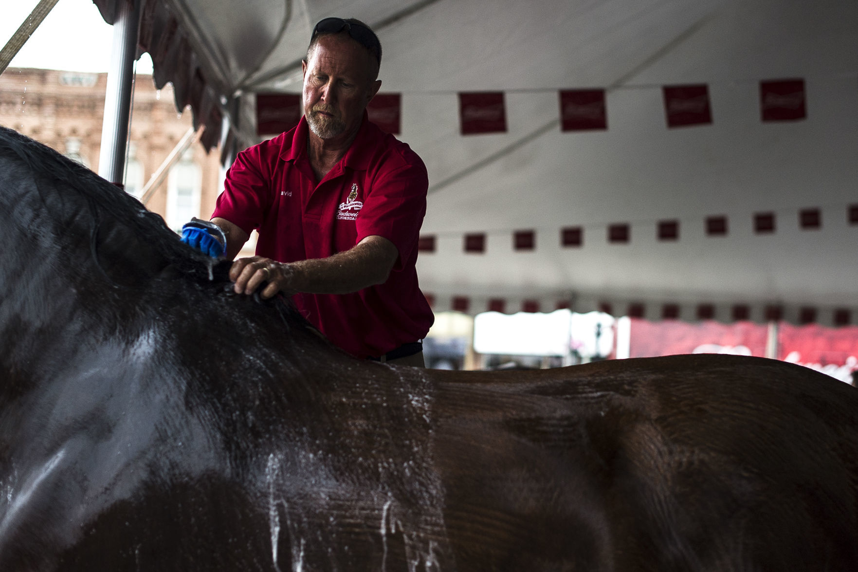 Budweiser Clydesdales 02